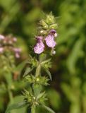 Stachys palustris. Верхушка соцветия. Украина, г. Запорожье, о-в Хортица, южная часть острова, под деревьями, возле ручья. 12.08.2016.