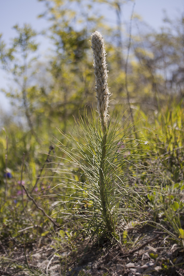 Image of Asphodeline taurica specimen.