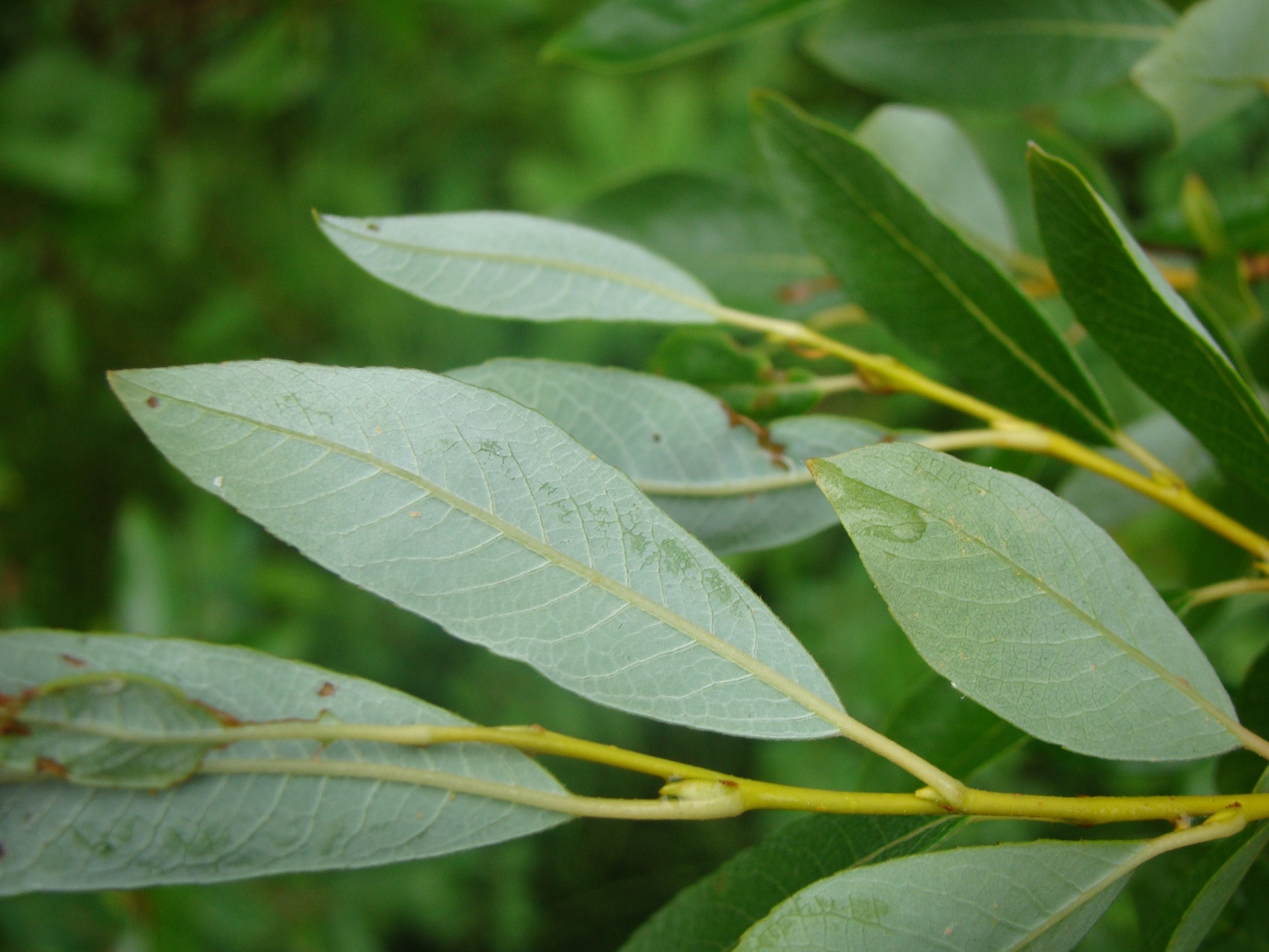 Image of Salix phylicifolia specimen.