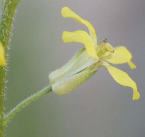 Image of Sisymbrium orientale specimen.