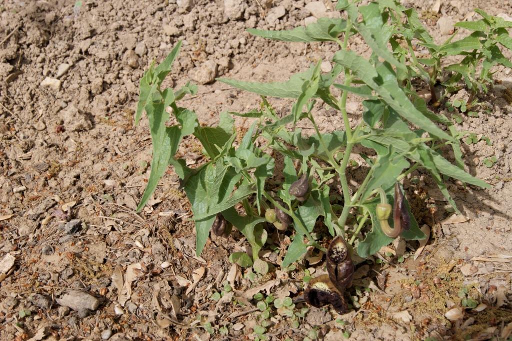 Image of Aristolochia bottae specimen.