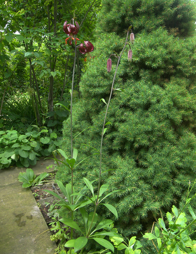 Image of Lilium sanguineopurpureum specimen.