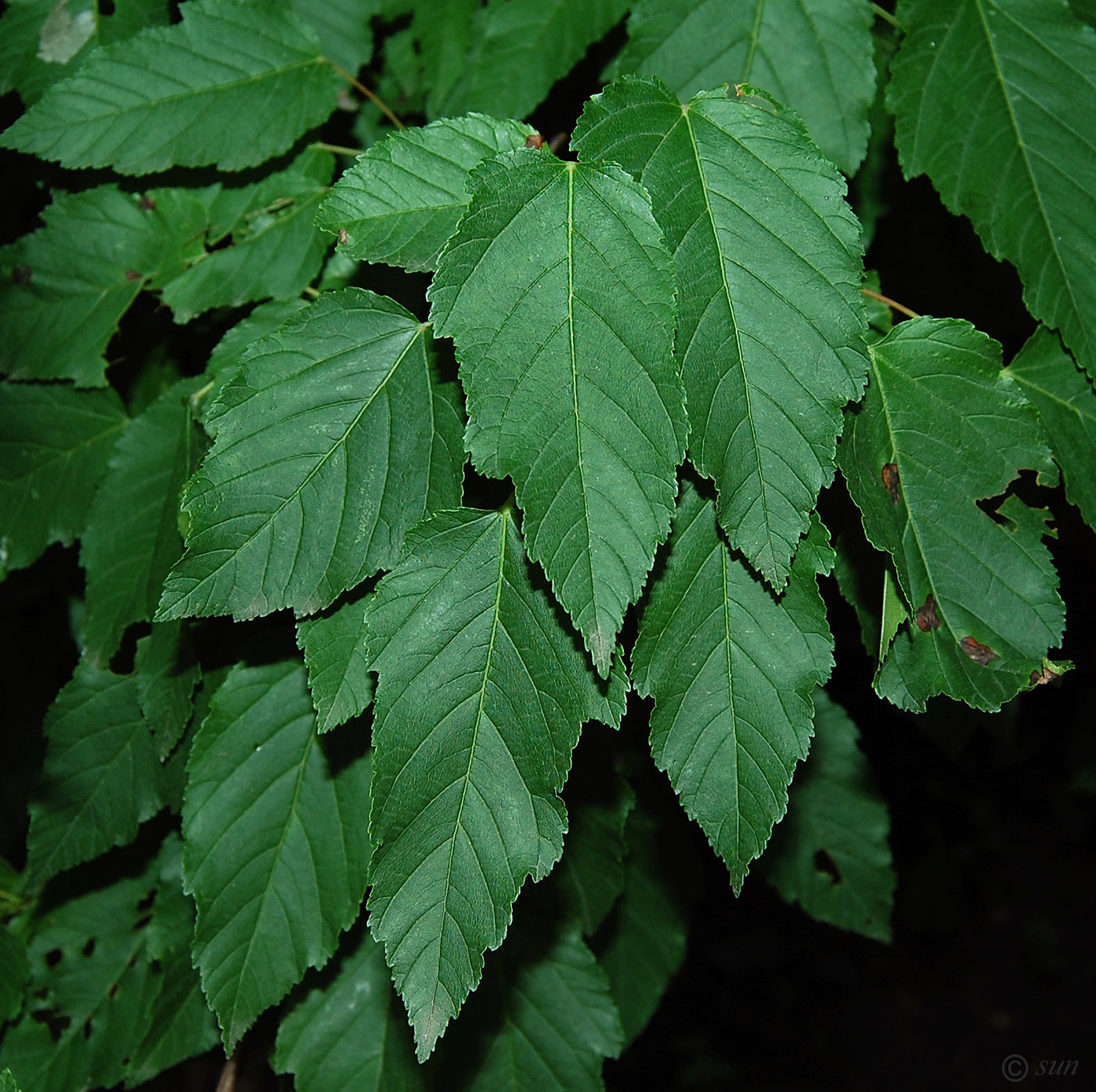 Image of Acer tataricum specimen.