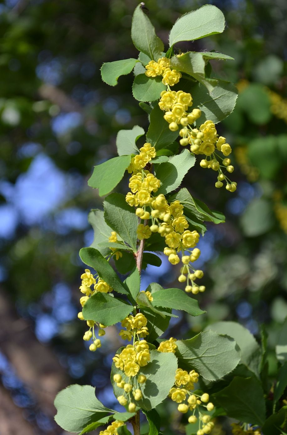 Image of Berberis vulgaris specimen.