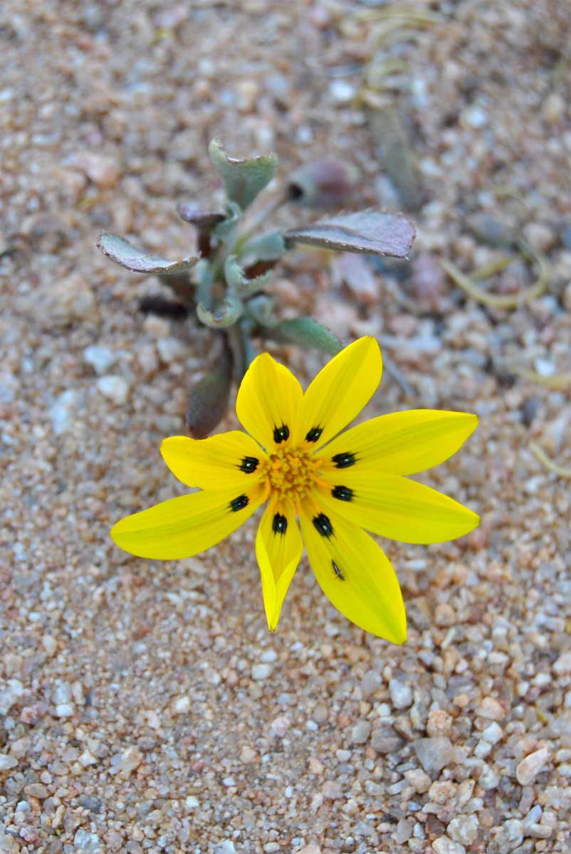 Image of Gazania lichtensteinii specimen.