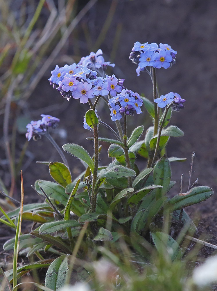 Изображение особи Myosotis asiatica.