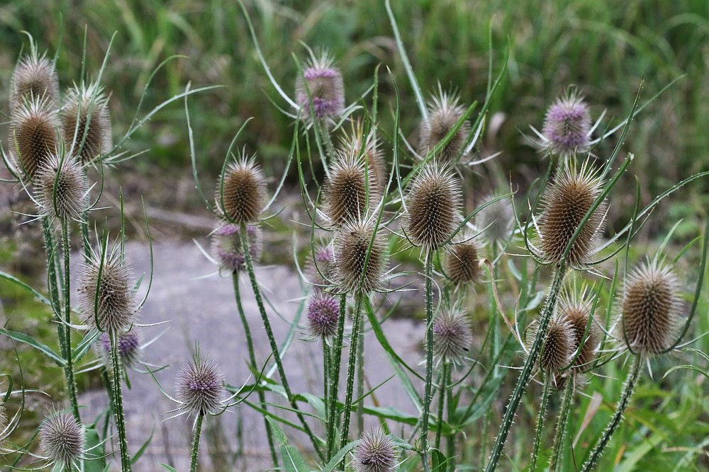 Image of Dipsacus fullonum specimen.