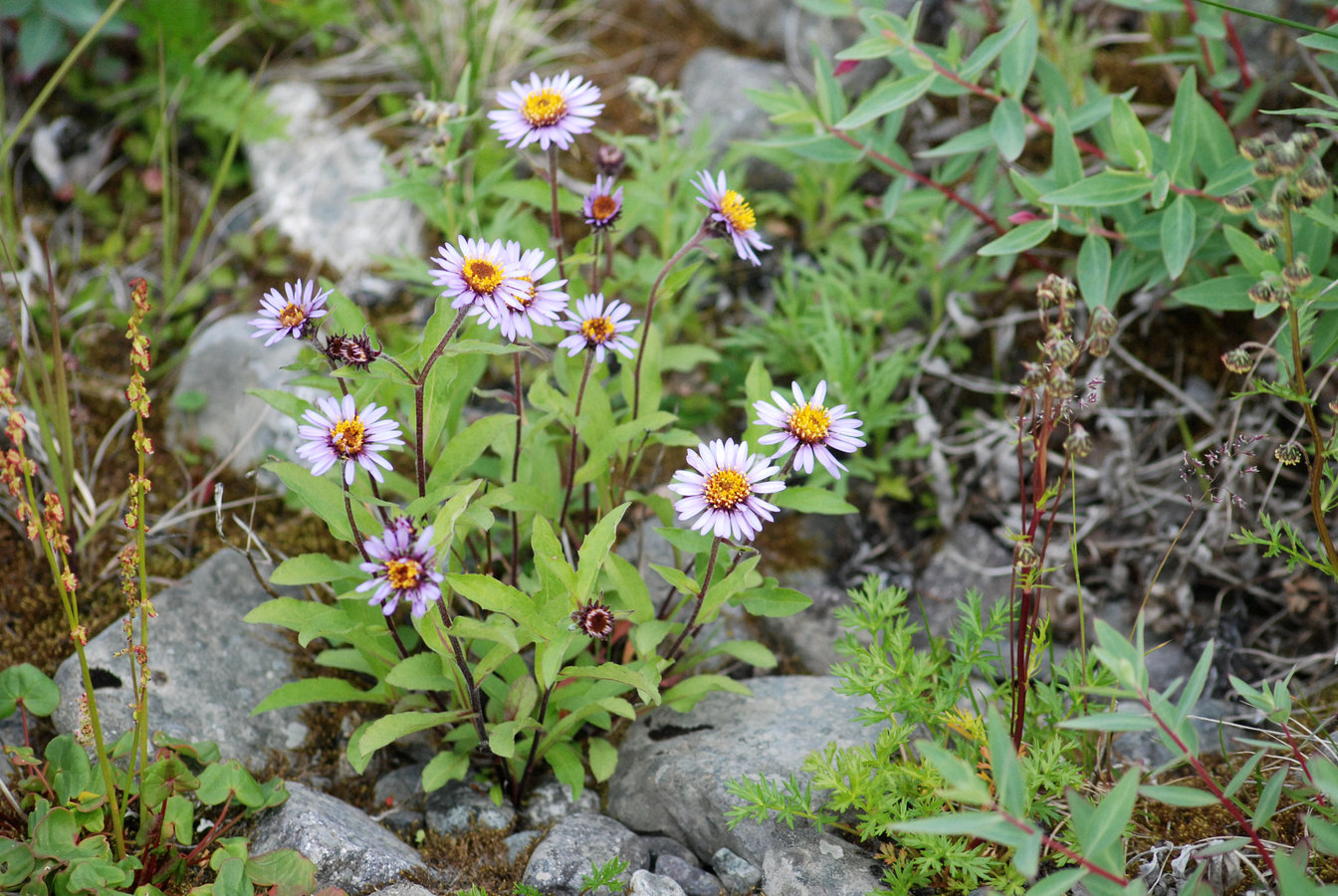 Image of Aster sibiricus specimen.