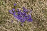 Gentiana dshimilensis. Цветущие растения. Кабардино-Балкария, северный склон горы Чегет, выс. ок. 2500 м н.у.м. Вторая половина мая 2002 г.
