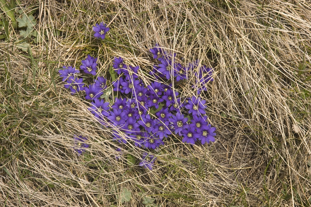 Изображение особи Gentiana dshimilensis.