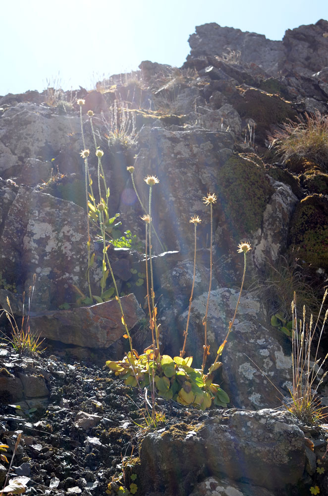 Image of Doronicum oblongifolium specimen.