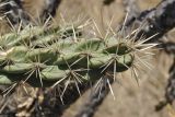 Cylindropuntia imbricata