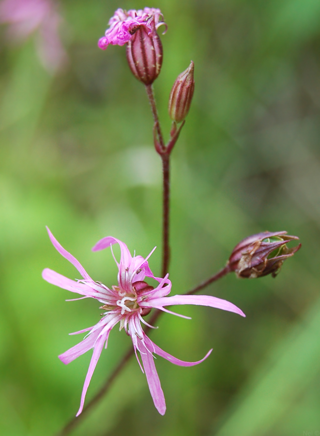 Изображение особи Coccyganthe flos-cuculi.