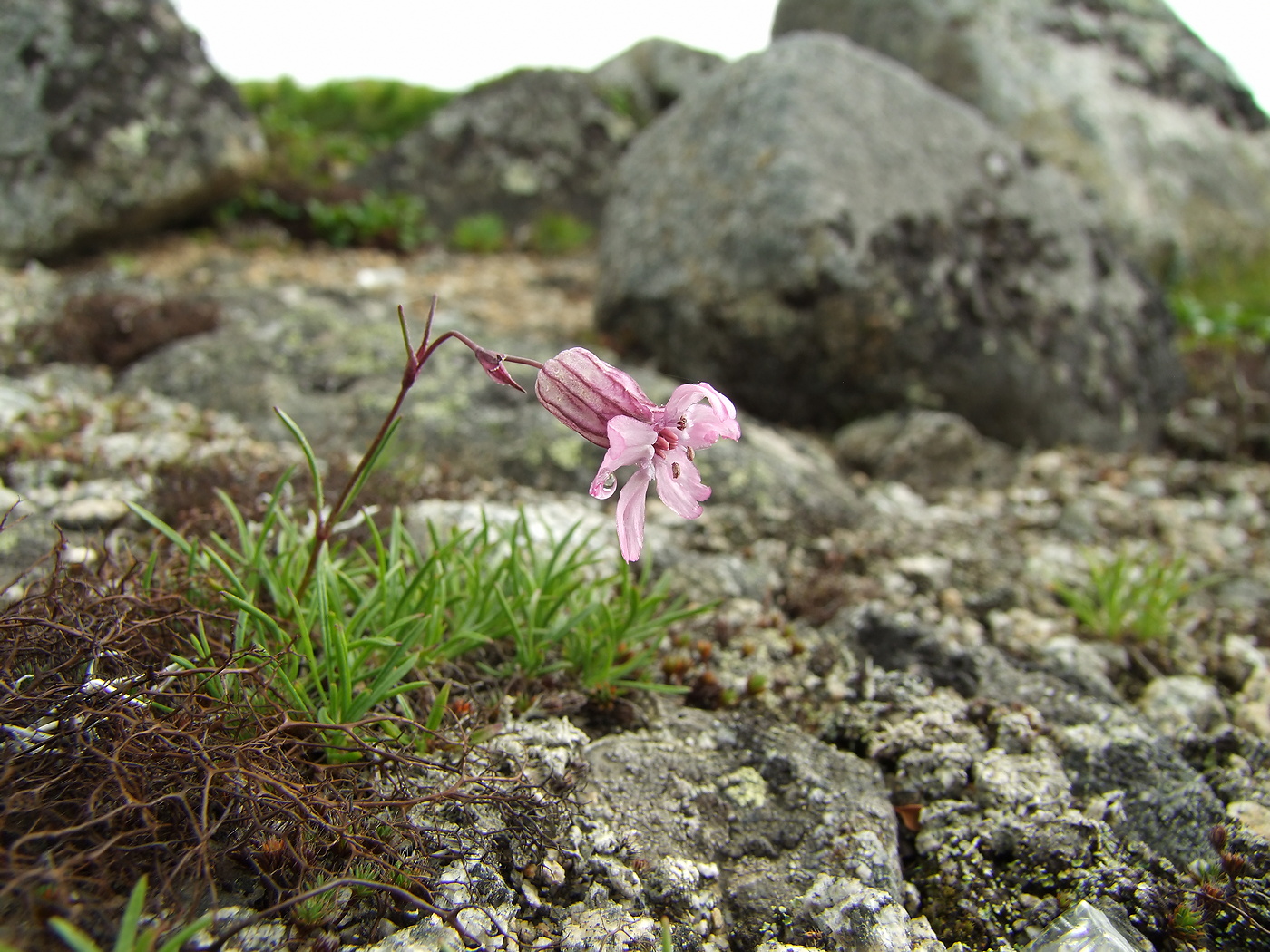 Image of Silene stenophylla specimen.