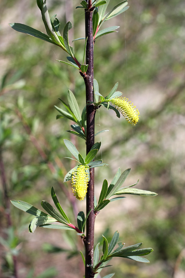 Изображение особи Salix elbursensis.