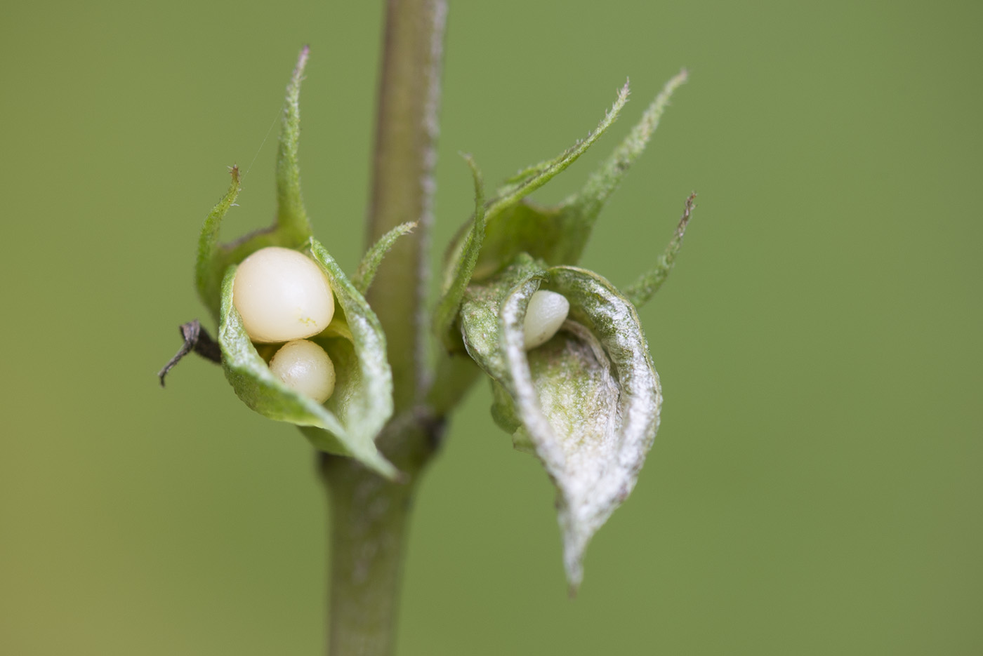 Image of Melampyrum pratense specimen.