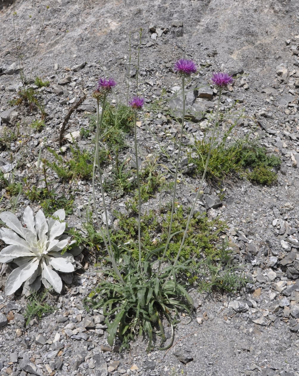 Image of Jurinea mollis specimen.