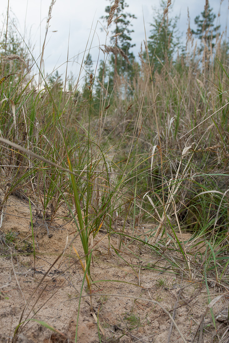 Image of Carex arenaria specimen.