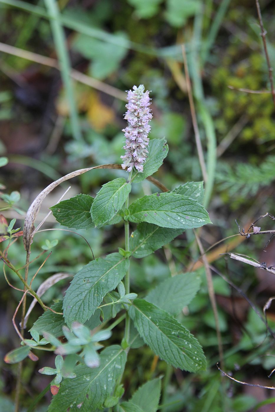 Изображение особи Mentha longifolia.