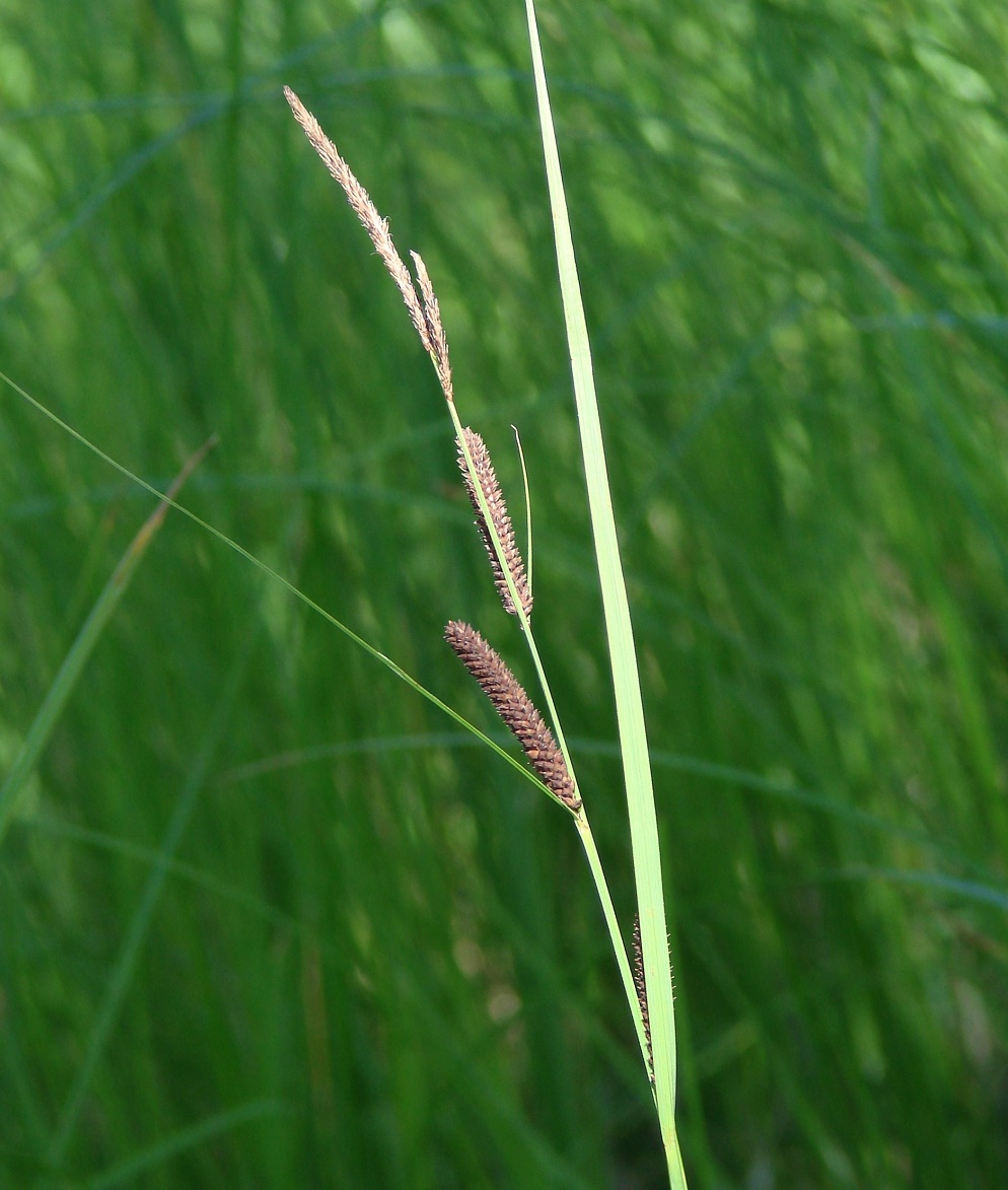 Image of Carex acuta specimen.