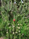 род Cylindropuntia. Цветущее и плодоносящее растение. Республика Кипр, епархия Левкосия (επαρχία Λευκωσίας), г. Никосия (Λευκωσία), Национальный Лесной парк Аталасса (Εθνικό Δασικό Πάρκο Αθαλάσσας). 16.12.2018.