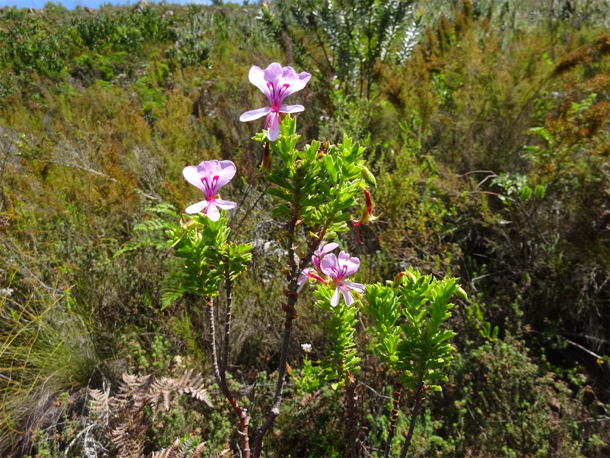 Изображение особи Pelargonium crispum.