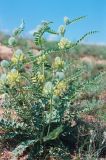 Astragalus vulpinus. Цветущее растение. Астраханская обл., окр. оз. Баскунчак, северо-западный склон горы Бол. Богдо. Май 2000 г.