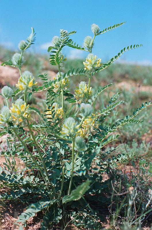 Изображение особи Astragalus vulpinus.