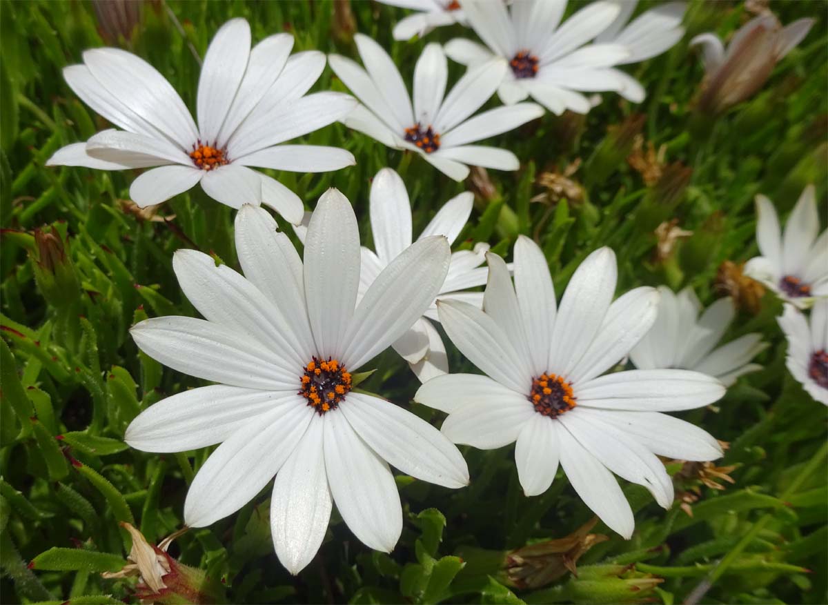 Изображение особи Osteospermum fruticosum.