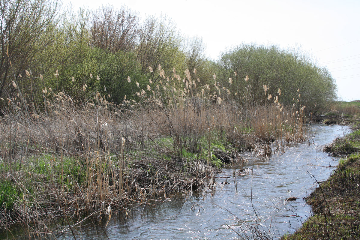 Изображение особи Phragmites australis.