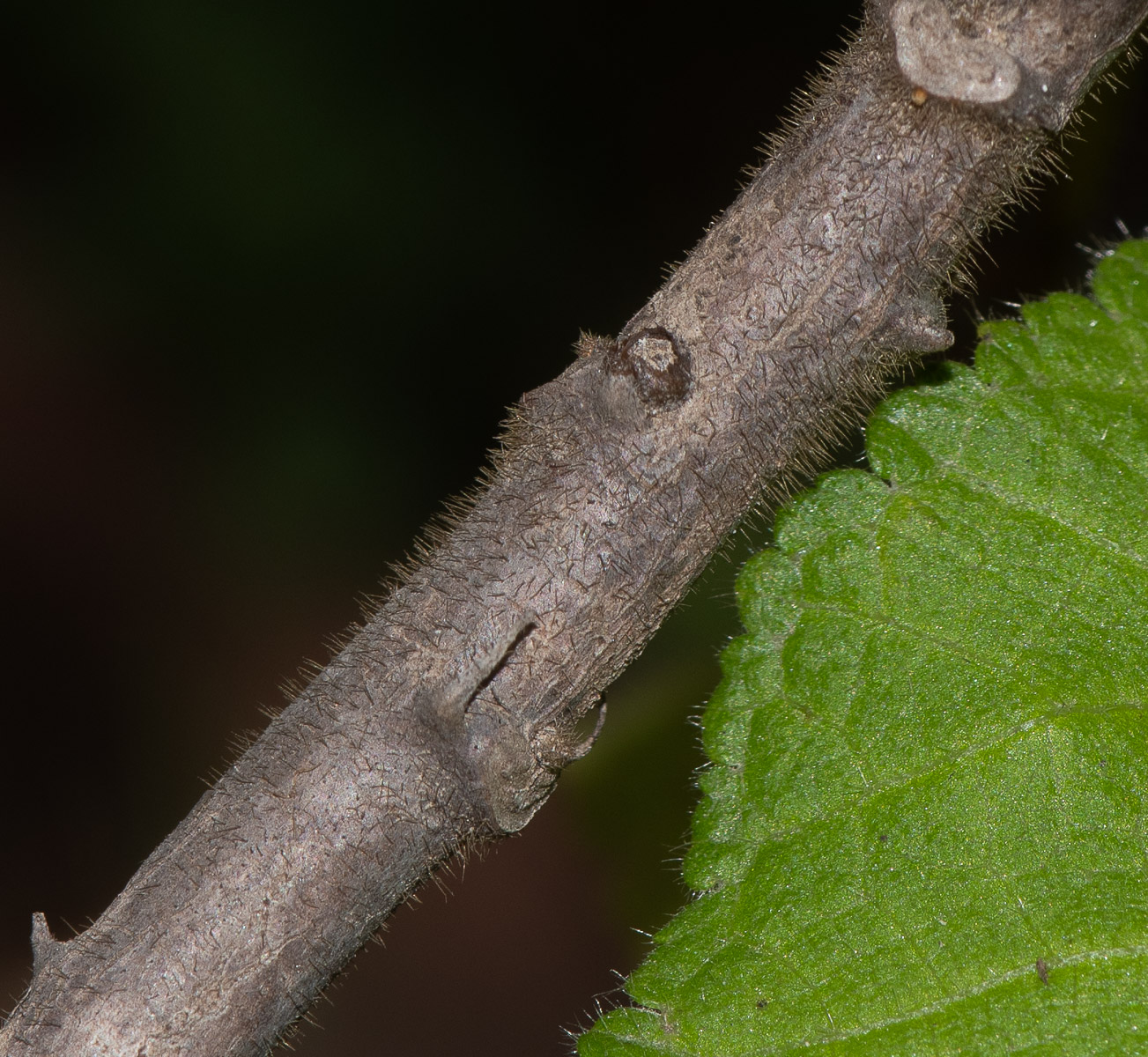 Image of Sparmannia africana specimen.