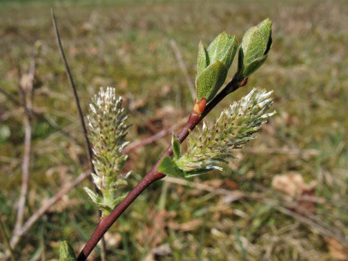 Изображение особи Salix repens.