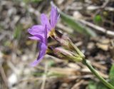 Primula algida