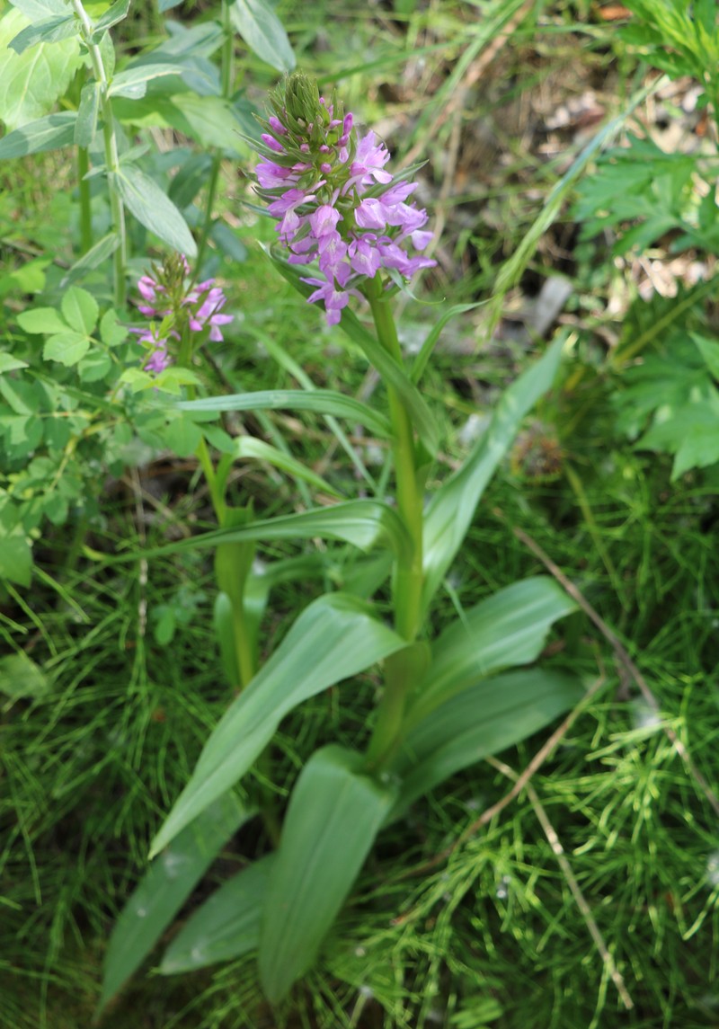 Image of Dactylorhiza osmanica specimen.