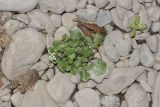 Nasturtium officinale