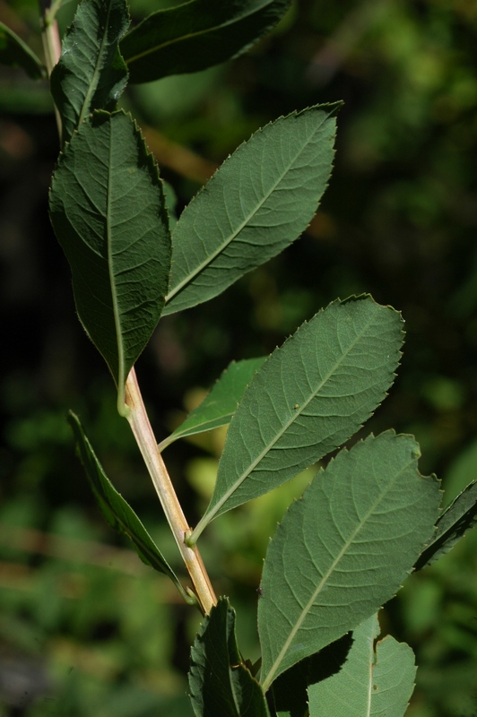 Image of Spiraea salicifolia specimen.