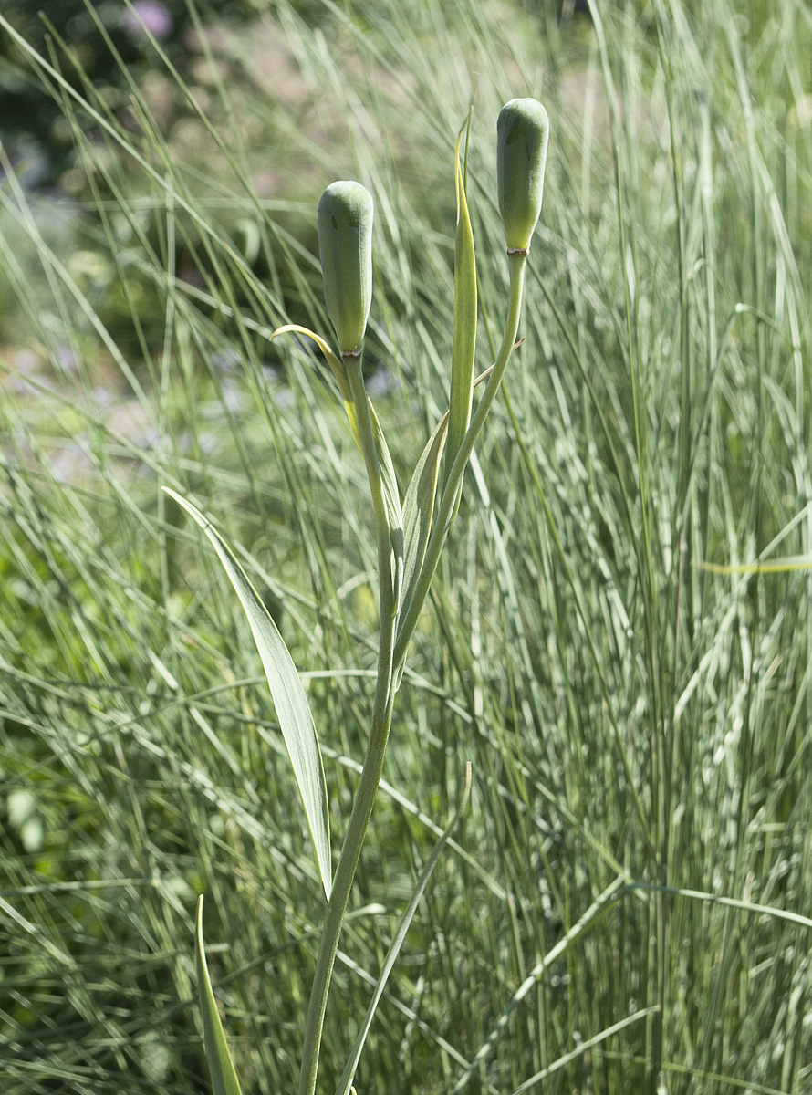 Image of Fritillaria acmopetala specimen.