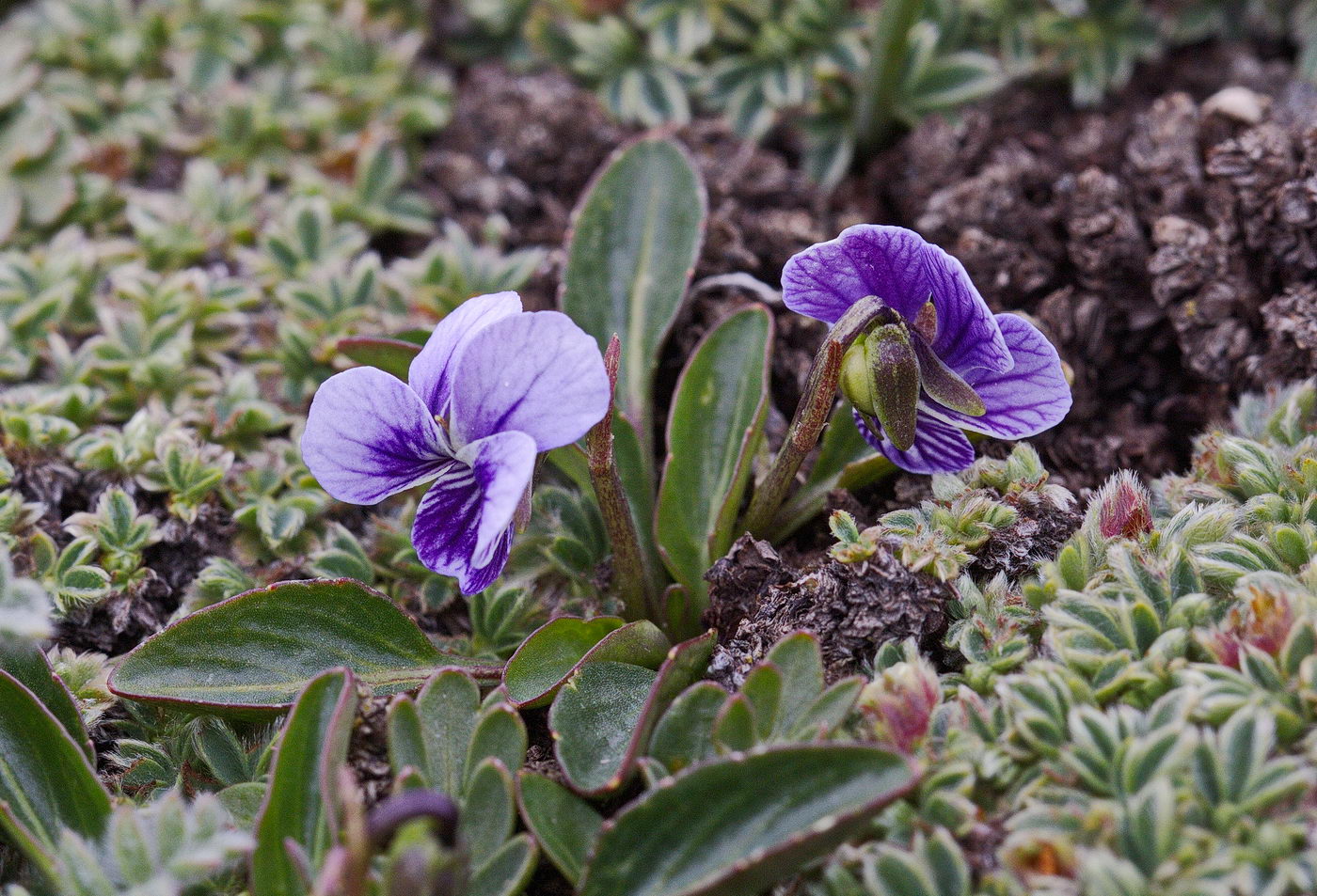 Image of Viola thianschanica specimen.