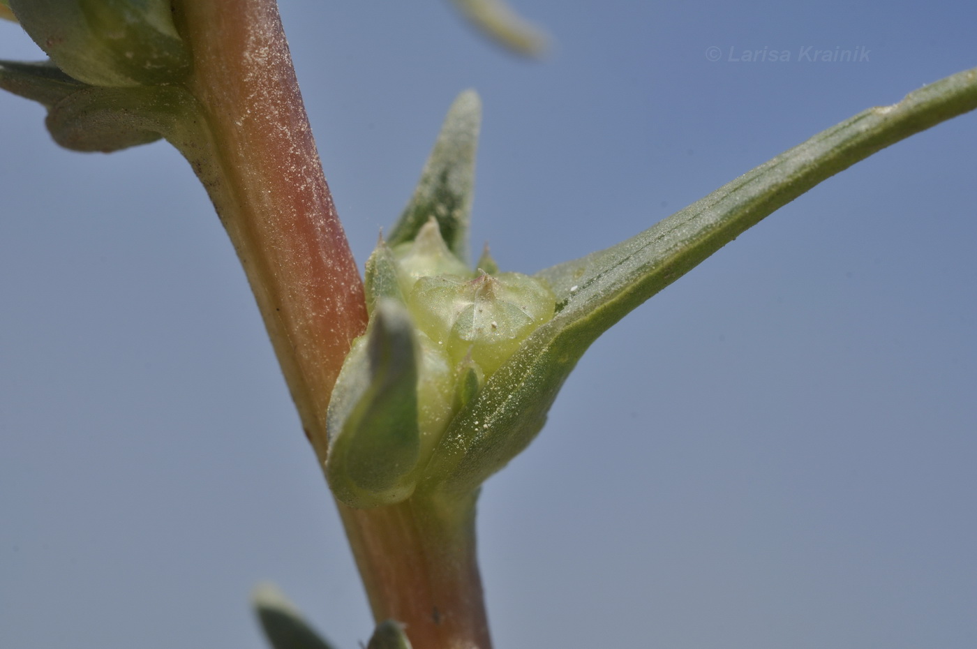 Image of Salsola soda specimen.