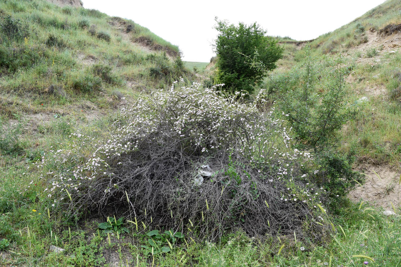 Image of Rosa maracandica specimen.