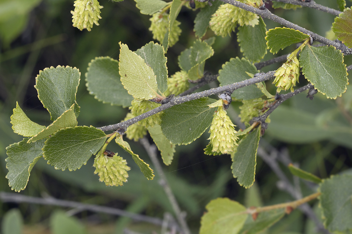 Image of Betula divaricata specimen.