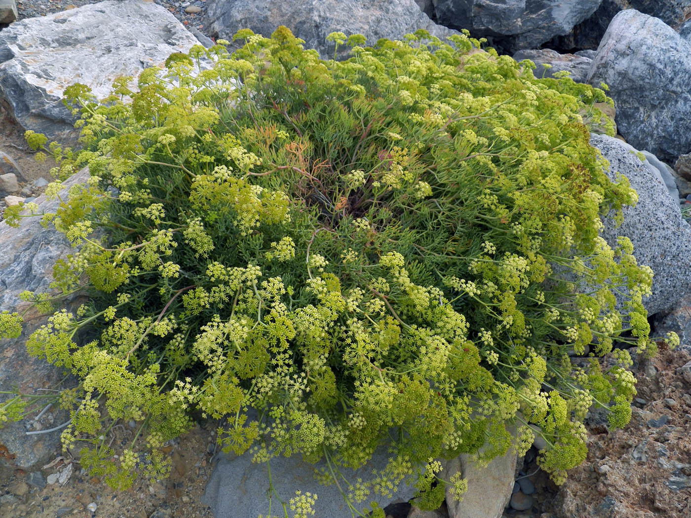 Изображение особи Crithmum maritimum.