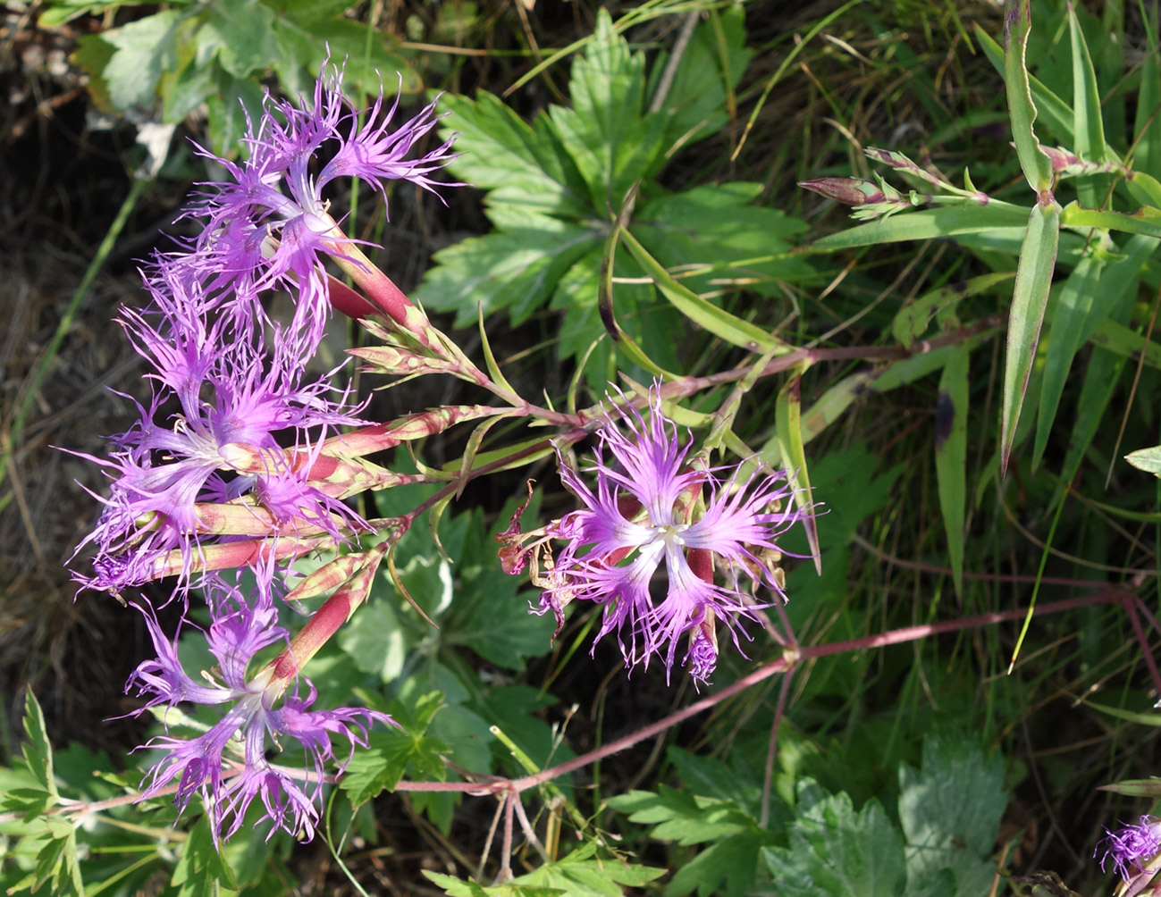 Изображение особи Dianthus superbus.