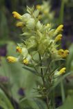 Rhinanthus vernalis