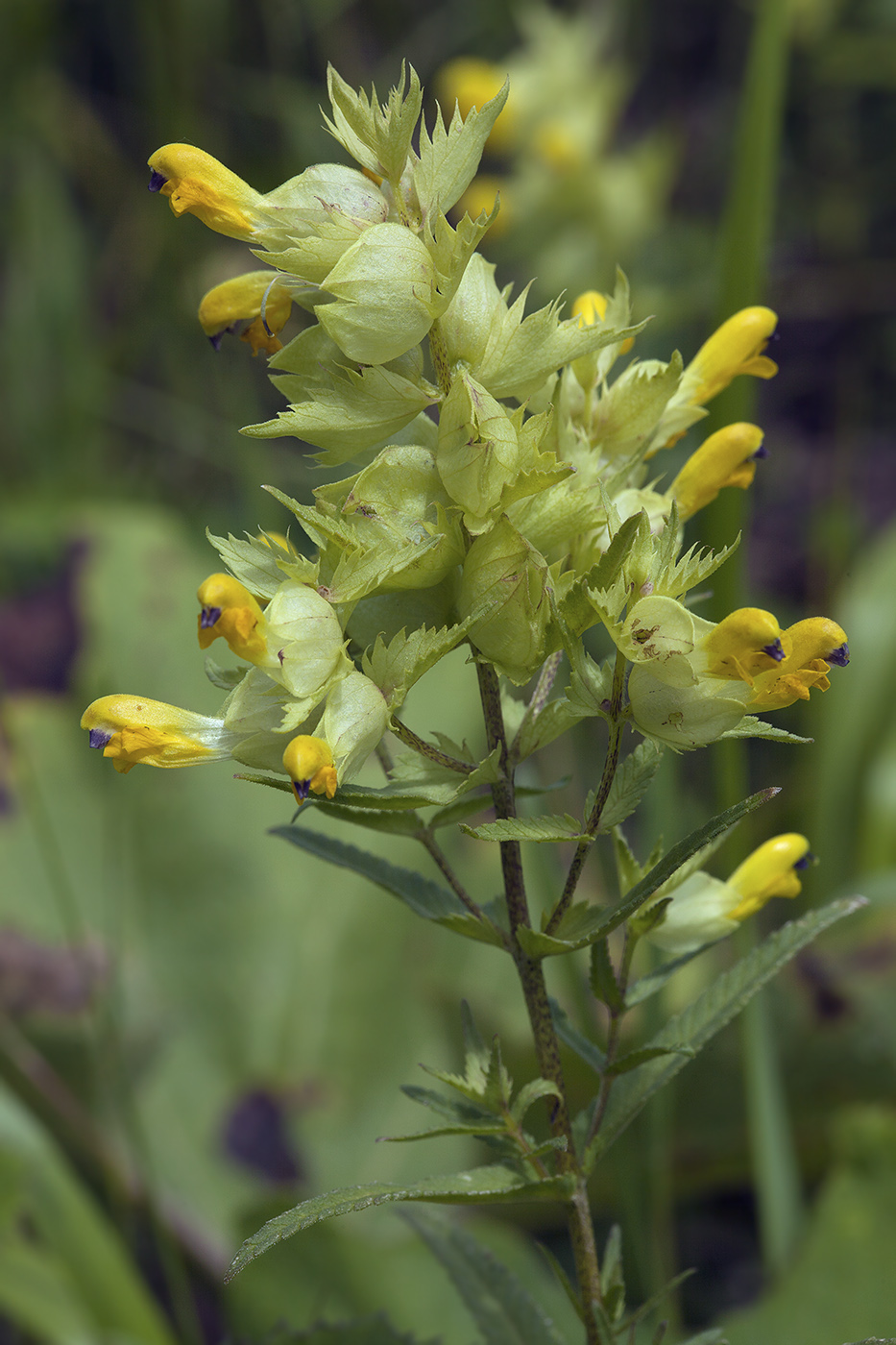 Изображение особи Rhinanthus vernalis.