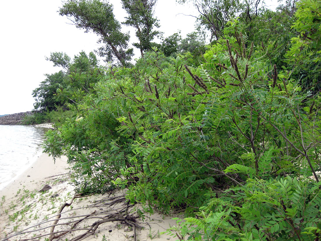 Изображение особи Amorpha fruticosa.