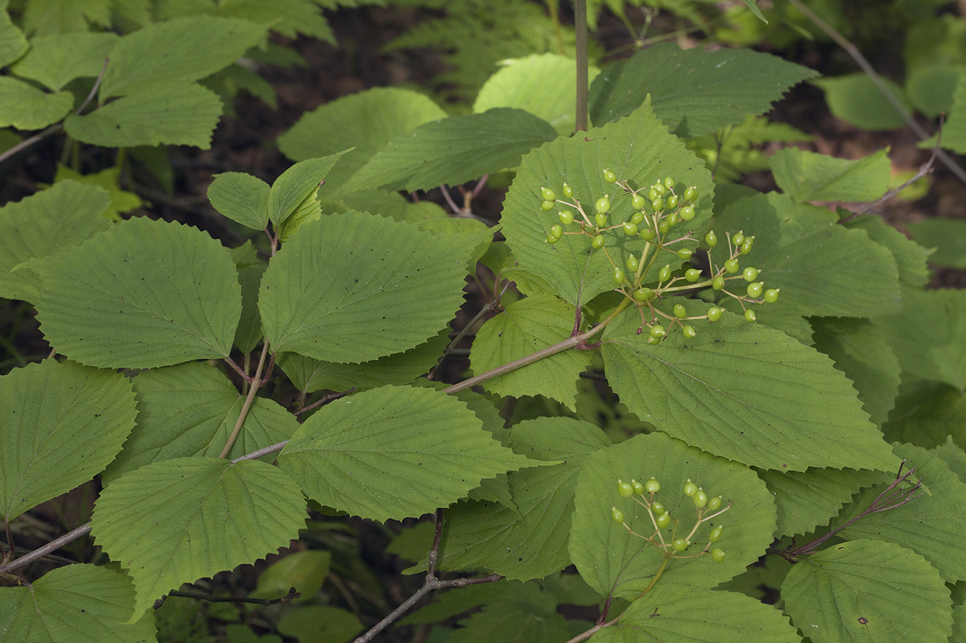 Изображение особи Viburnum wrightii.