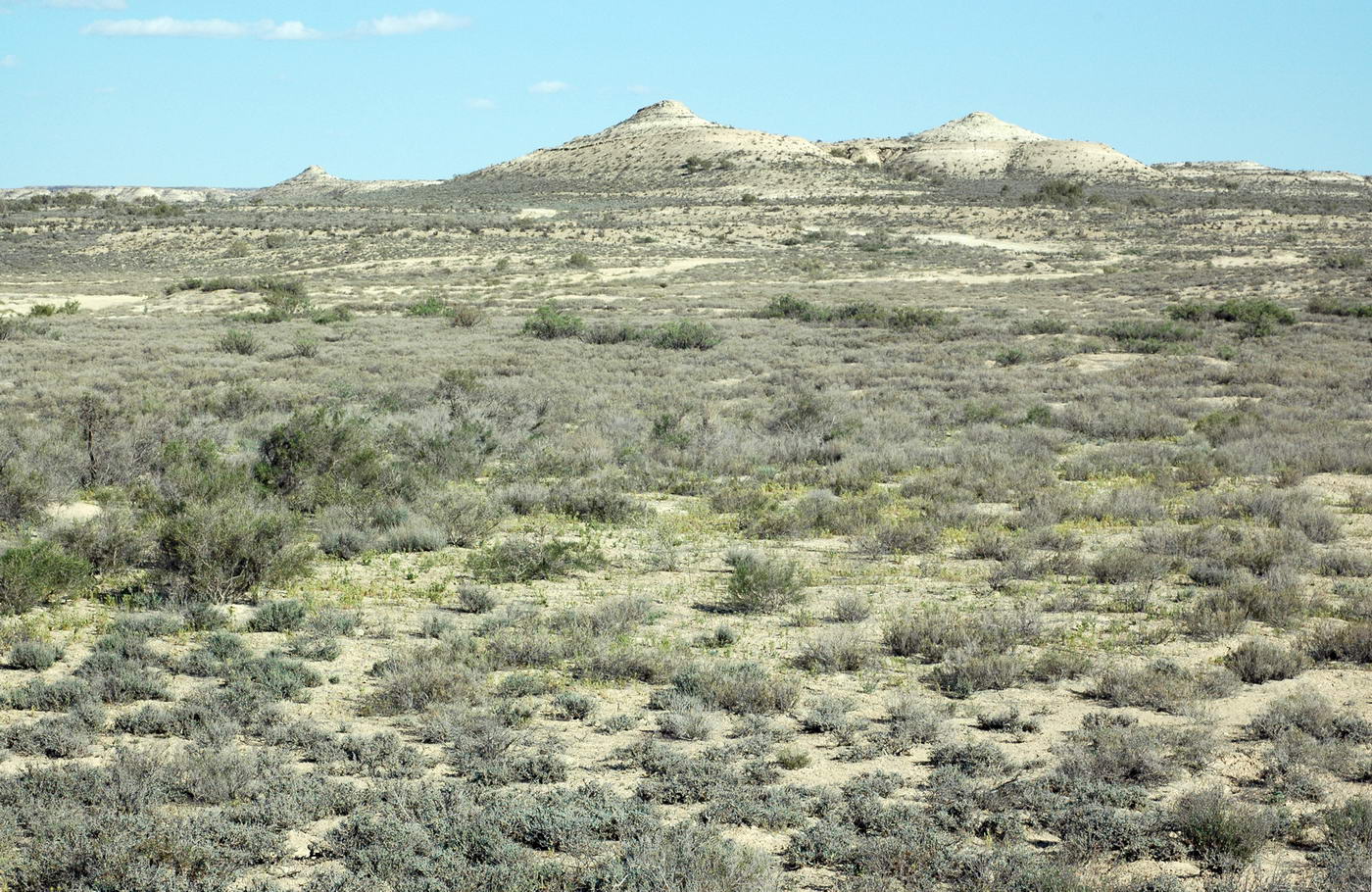 Image of Artemisia kemrudica specimen.