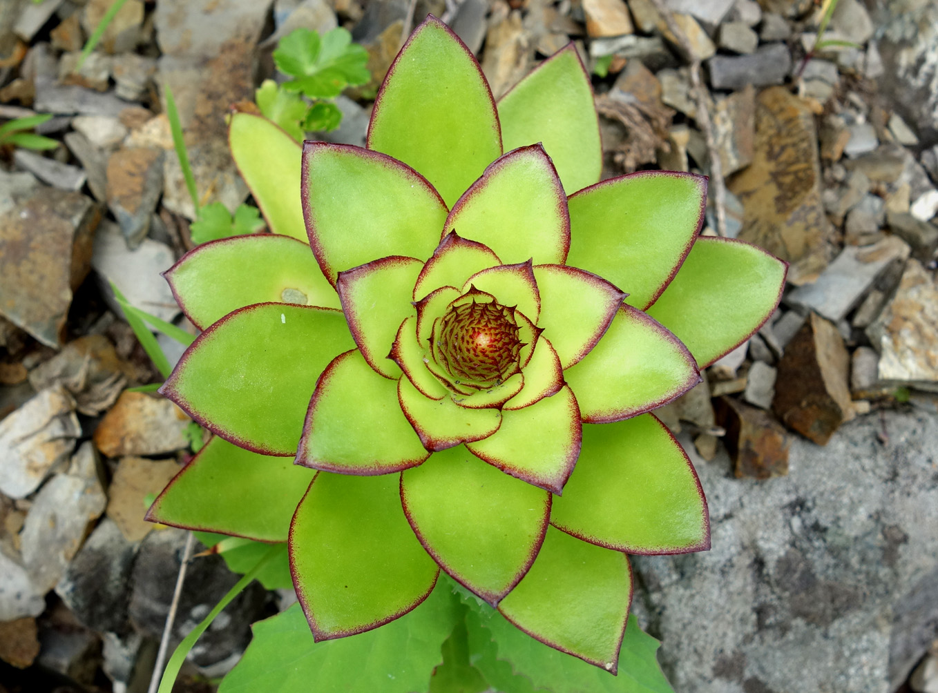 Image of Orostachys maximowiczii specimen.