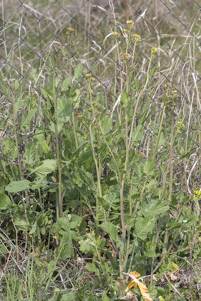 Image of familia Brassicaceae specimen.